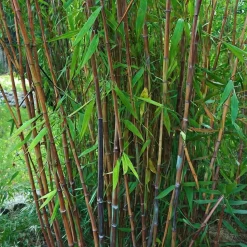 PLANT IN A BOX - Bambou non-traçant - set de 6 - fargesia nitida 'gansu' - h50-70cm - ⌀17cm