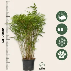 PLANT IN A BOX - Bambou non-traçant - set de 6 - fargesia nitida 'gansu' - h50-70cm - ⌀17cm