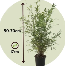 PLANT IN A BOX - Bambou non-traçant - set de 6 - fargesia nitida 'gansu' - h50-70cm - ⌀17cm