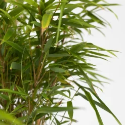 PLANT IN A BOX - Bambou non-traçant - set de 4 - fargesia nitida 'gansu' - h50-70cm - ⌀17cm