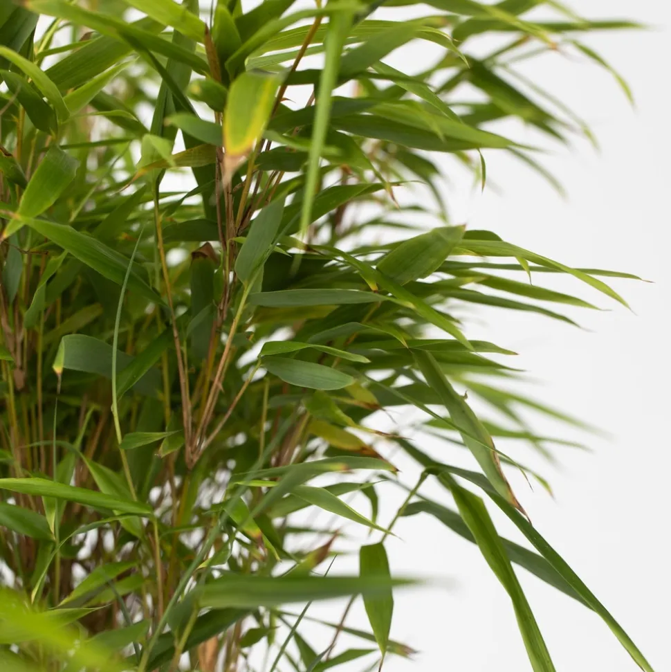 PLANT IN A BOX - Bambou non-traçant - set de 4 - fargesia nitida 'gansu' - h50-70cm - ⌀17cm