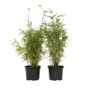 PLANT IN A BOX - Bambou non-traçant - set de 2 - fargesia nitida 'red dragon' - h60-80cm - ⌀17cm