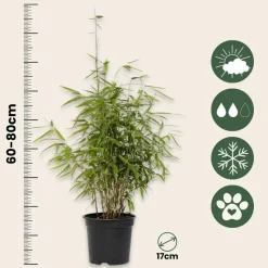 PLANT IN A BOX - Bambou non-traçant - set de 4 - fargesia nitida 'red dragon' - h60-80cm - ⌀17cm