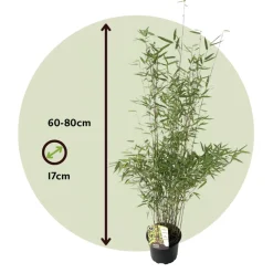 PLANT IN A BOX - Bambou non-traçant - set de 4 - fargesia nitida 'red dragon' - h60-80cm - ⌀17cm