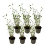 PLANT IN A BOX - Bambou non-traçant - set de 6 - fargesia 'blue dragon' - hauteur 30-40cm - ⌀13cm