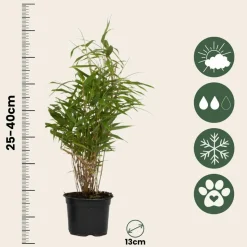 PLANT IN A BOX - Bambou non-traçant - set de 3 - fargesia rufa - hauteur 25-40cm - ⌀13cm