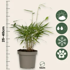 PLANT IN A BOX - Bambou non-traçant - set de 6 - fargesia 'asian wonder' - h25-40cm - ⌀13cm