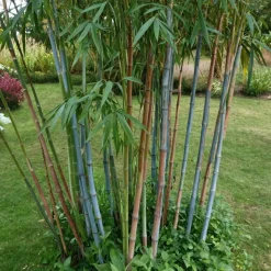 PLANT IN A BOX - Bambou non-traçant - set de 3 - fargesia 'blue dragon' - hauteur 30-40cm - ⌀13cm
