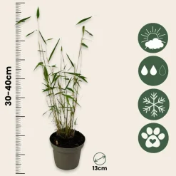 PLANT IN A BOX - Bambou non-traçant - set de 3 - fargesia 'blue dragon' - hauteur 30-40cm - ⌀13cm