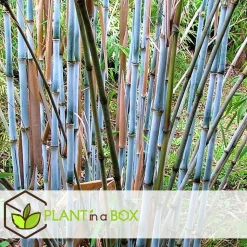 PLANT IN A BOX - Bambou non-traçant - set de 3 - fargesia 'blue dragon' - hauteur 30-40cm - ⌀13cm