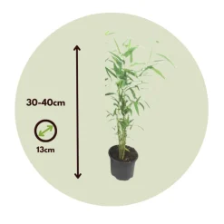 PLANT IN A BOX - Bambou non-traçant - set de 3 - fargesia 'blue dragon' - hauteur 30-40cm - ⌀13cm