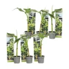 PLANT IN A BOX - Bananier du japon - set de 6 - musa basjoo - hauteur 25-40cm - ⌀9cm