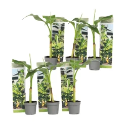 PLANT IN A BOX - Bananier du japon - set de 6 - musa basjoo - hauteur 25-40cm - ⌀9cm