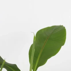 PLANT IN A BOX - Bananier du japon - set de 6 - musa basjoo - hauteur 25-40cm - ⌀9cm