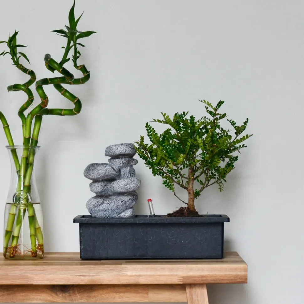 PLANT IN A BOX - Bonsaï - bonsai - hauteur 25-35cm - ⌀29cm