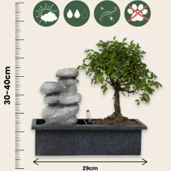 PLANT IN A BOX - Bonsaï - bonsai - hauteur 25-35cm - ⌀29cm