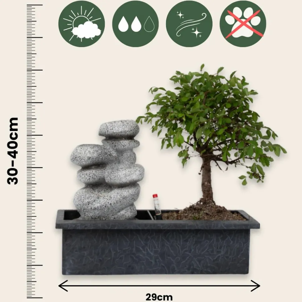 PLANT IN A BOX - Bonsaï - bonsai - hauteur 25-35cm - ⌀29cm