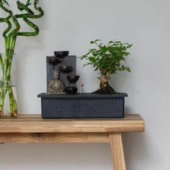 PLANT IN A BOX - Bonsaï - bonsai - hauteur 25-35cm - ⌀29cm