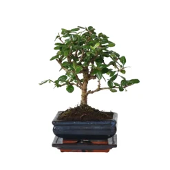 PLANT IN A BOX - Bonsaï - carmona microphylla - hauteur 25-30cm - ⌀15cm