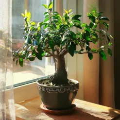 PLANT IN A BOX - Bonsaï - carmona microphylla - hauteur 25-30cm - ⌀15cm
