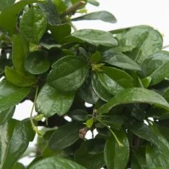PLANT IN A BOX - Bonsaï - carmona microphylla - hauteur 25-30cm - ⌀15cm