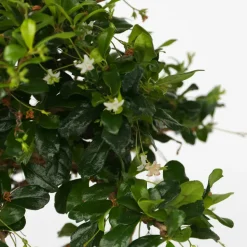 PLANT IN A BOX - Bonsaï - carmona microphylla - hauteur 25-30cm - ⌀15cm