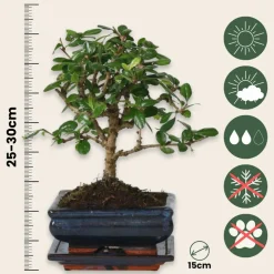 PLANT IN A BOX - Bonsaï - carmona microphylla - hauteur 25-30cm - ⌀15cm