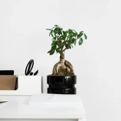 PLANT IN A BOX - Bonsaï - ficus microcarpa - hauteur 30-40cm - ⌀12cm