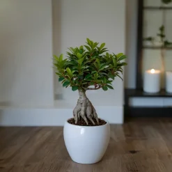 PLANT IN A BOX - Bonsaï - ficus microcarpa - hauteur 30-40cm - ⌀12cm