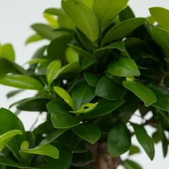 PLANT IN A BOX - Bonsaï - set de 2 - ficus microcarpa - hauteur 30-40cm - ⌀12cm