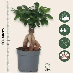 PLANT IN A BOX - Bonsaï - set de 2 - ficus microcarpa - hauteur 30-40cm - ⌀12cm