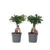 PLANT IN A BOX - Bonsaï - set de 4 - ficus microcarpa - hauteur 30-40cm - ⌀12cm