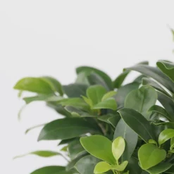 PLANT IN A BOX - Bonsaï - set de 4 - ficus microcarpa - hauteur 30-40cm - ⌀12cm