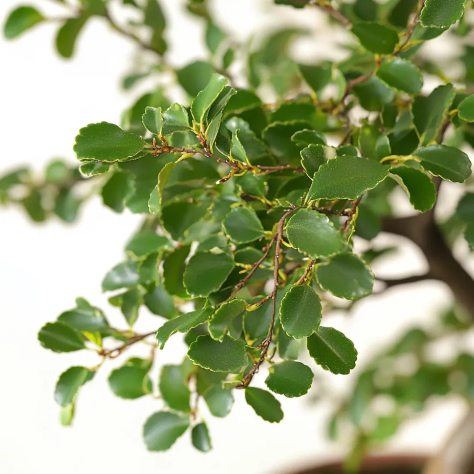 PLANT IN A BOX - Bonsaï - zelkova serrata - hauteur 20-25cm - ⌀15cm