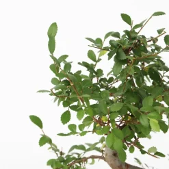 PLANT IN A BOX - Bonsaï - zelkova serrata - hauteur 20-30cm - ⌀20cm