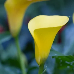 PLANT IN A BOX - Calla 'ruby' - arum - jaune - hauteur 30-40cm - ⌀12cm