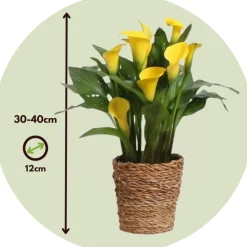 PLANT IN A BOX - Calla 'ruby' - arum - jaune - hauteur 30-40cm - ⌀12cm