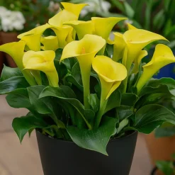 PLANT IN A BOX - Calla 'zara' - arum - jaune - hauteur 30-40cm - ⌀12cm