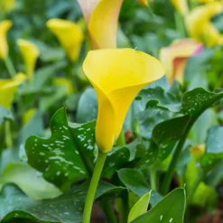 PLANT IN A BOX - Calla 'zara' - arum - jaune - hauteur 30-40cm - ⌀12cm