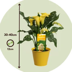PLANT IN A BOX - Calla 'zara' - arum - jaune - hauteur 30-40cm - ⌀12cm