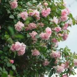 PLANT IN A BOX - Camélia - camellia japonica 'bonomiana' - hauteur 50-60cm - ⌀15cm