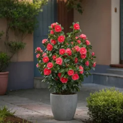 PLANT IN A BOX - Camélia - camellia japonica 'lady campbell' - hauteur 50-60cm - ⌀15cm