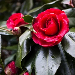 PLANT IN A BOX - Camélia - camellia japonica 'lady campbell' - hauteur 50-60cm - ⌀15cm
