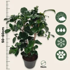 PLANT IN A BOX - Camélia - camellia japonica 'lady campbell' - hauteur 50-60cm - ⌀15cm