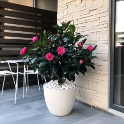 PLANT IN A BOX - Camélia - camellia japonica 'dr. King' - hauteur 50-60cm - ⌀15cm