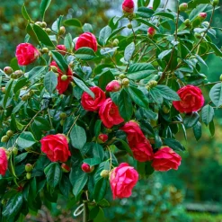 PLANT IN A BOX - Camélia - camellia japonica 'dr. King' - hauteur 50-60cm - ⌀15cm