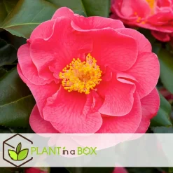 PLANT IN A BOX - Camélia - camellia japonica 'dr. King' - hauteur 50-60cm - ⌀15cm