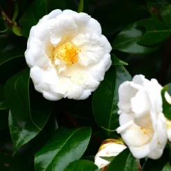 PLANT IN A BOX - Camélia - camellia japonica 'brush field' - hauteur 50-60cm - ⌀15cm