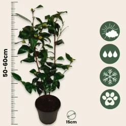 PLANT IN A BOX - Camélia - camellia japonica 'brush field' - hauteur 50-60cm - ⌀15cm