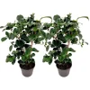 PLANT IN A BOX - Camélia - set de 2 - camellia japonica 'lady campbell' - hauteur 50-60cm - ⌀15cm